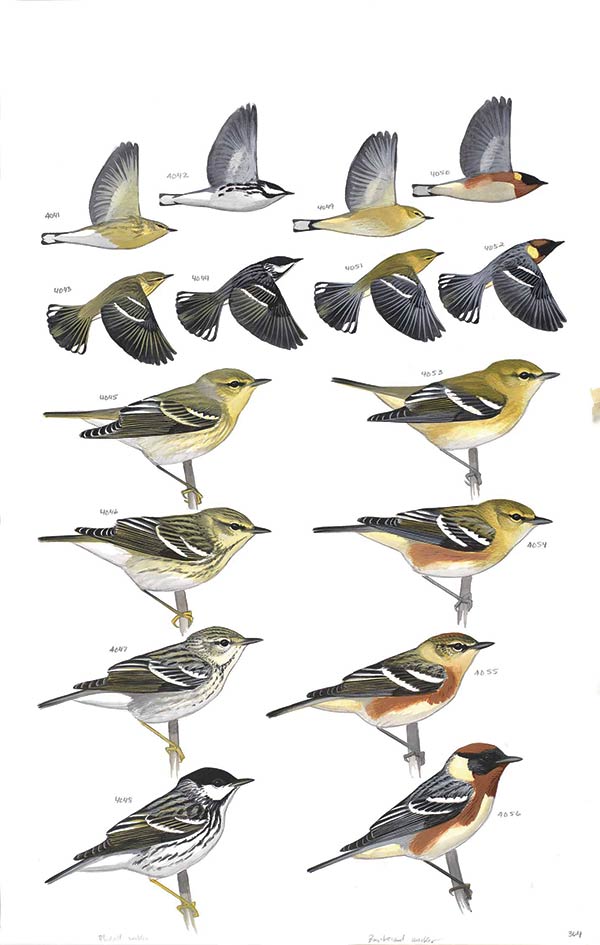 Blackpoll Warbler and Bay-breasted Warbler from The Sibley Guide to Birds, 2014