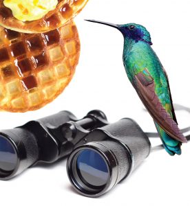 Brunch graphic with photo collage of blue-green hummingbird, bagels, and binoculars