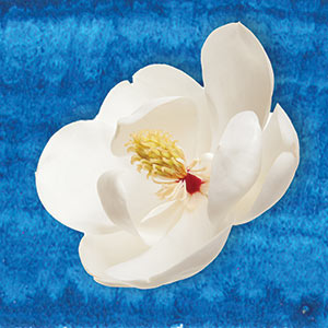 magnolia on blue background