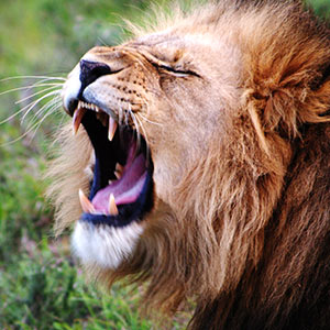 Lion with mouth open wide